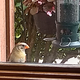 Illustration for article titled Help me identify this bird